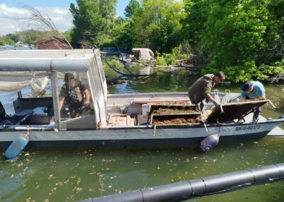 Osádzanie hniezd pre zubáča