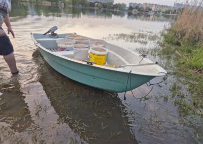 Kŕmenie pšenicou na Draždiaku