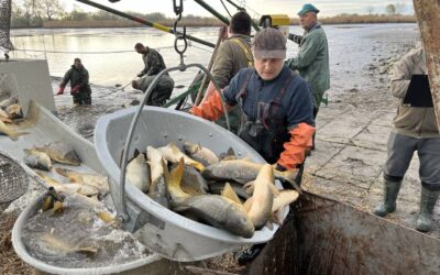 Úlovky v revíroch MsO SRZ Bratislava V za rok 2025