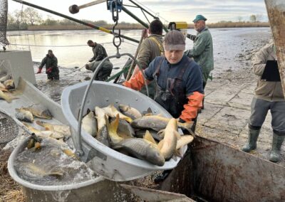 Výlov kapra pre naše revíry