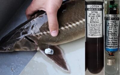 Do Dunaja vplávalo vyše 200 rybích prieskumníkov: výzva pre rybárov