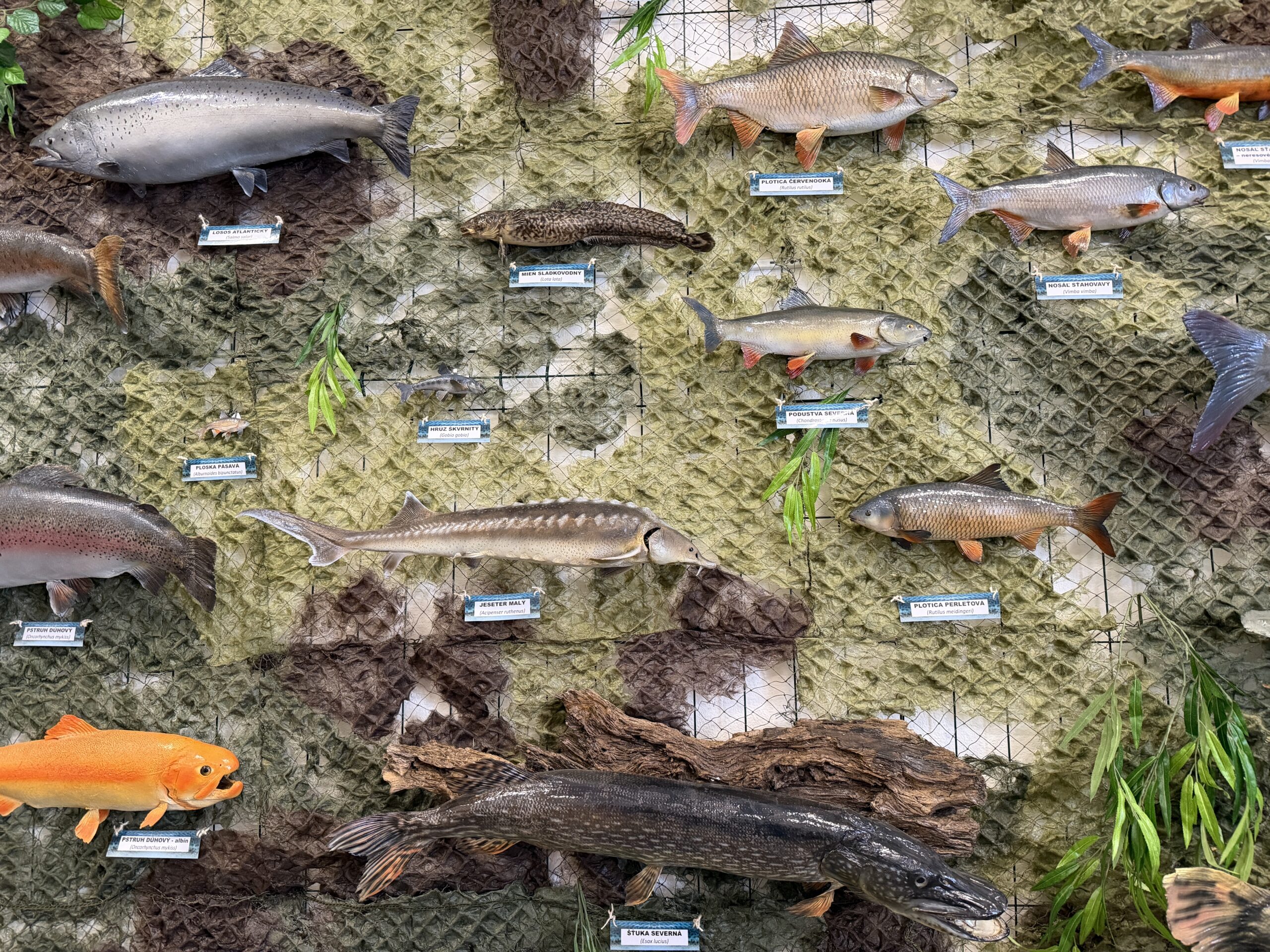 Členská schôdza MsO SRZ Bratislava V